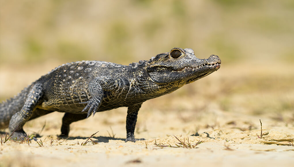 African dwarf croc